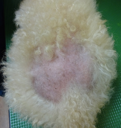 腰部皮膚の脱毛を認めたトイプードル