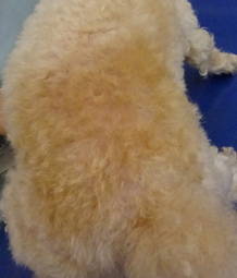 腰部皮膚の脱毛を認めたトイプードル