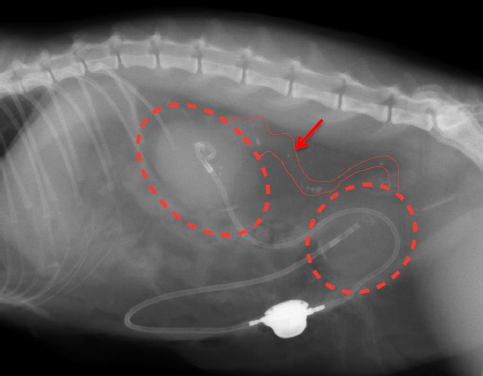 結石で尿の通路が塞がってしまった猫（尿管結石、尿管閉塞）