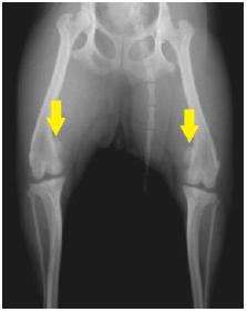 チワワの膝のお皿の脱臼（膝蓋骨脱臼）　手術前
