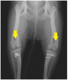 チワワの膝のお皿の脱臼（膝蓋骨脱臼）　手術後