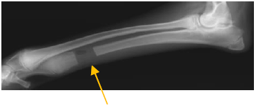 ５ヵ月齢の超大型犬の肘の成長異常（軟骨芯遺残に起因した肘関節異形成）　手術後